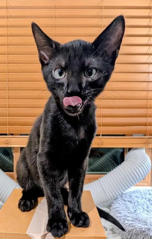 A baby medium-sized male Domestic Short Hair cat named Gingko for adoption in Youngsville, NC