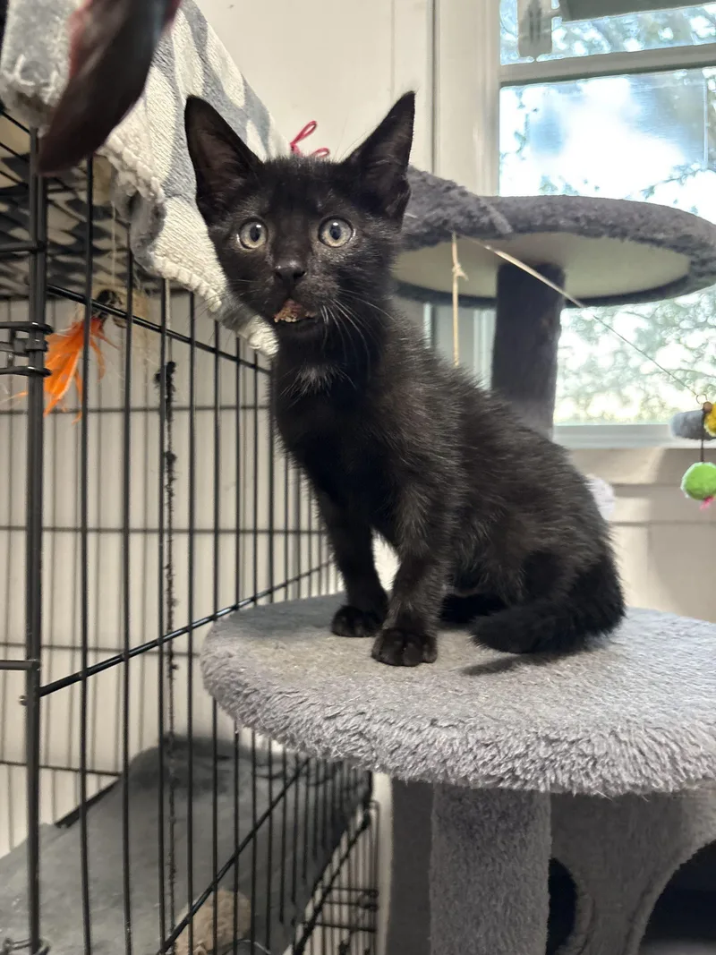 A baby small-sized male Black Bombay cat named Salem for adoption in Paulina, LA