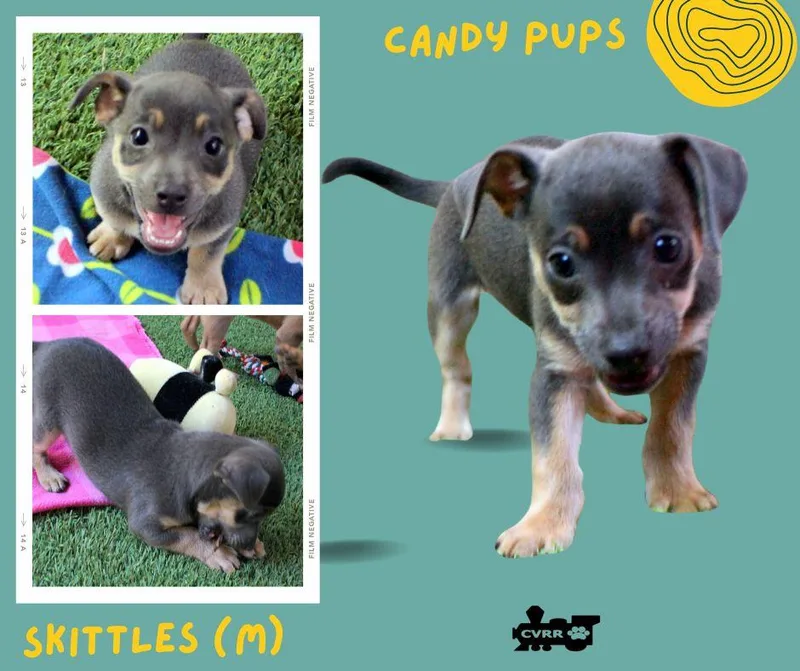 A baby small-sized male Terrier dog named Skittles for adoption in LINDSAY, CA