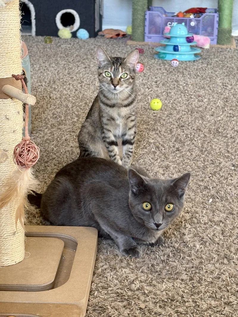 An adult medium-sized male Russian Blue cat named Johnny for adoption in Phoenix, AZ