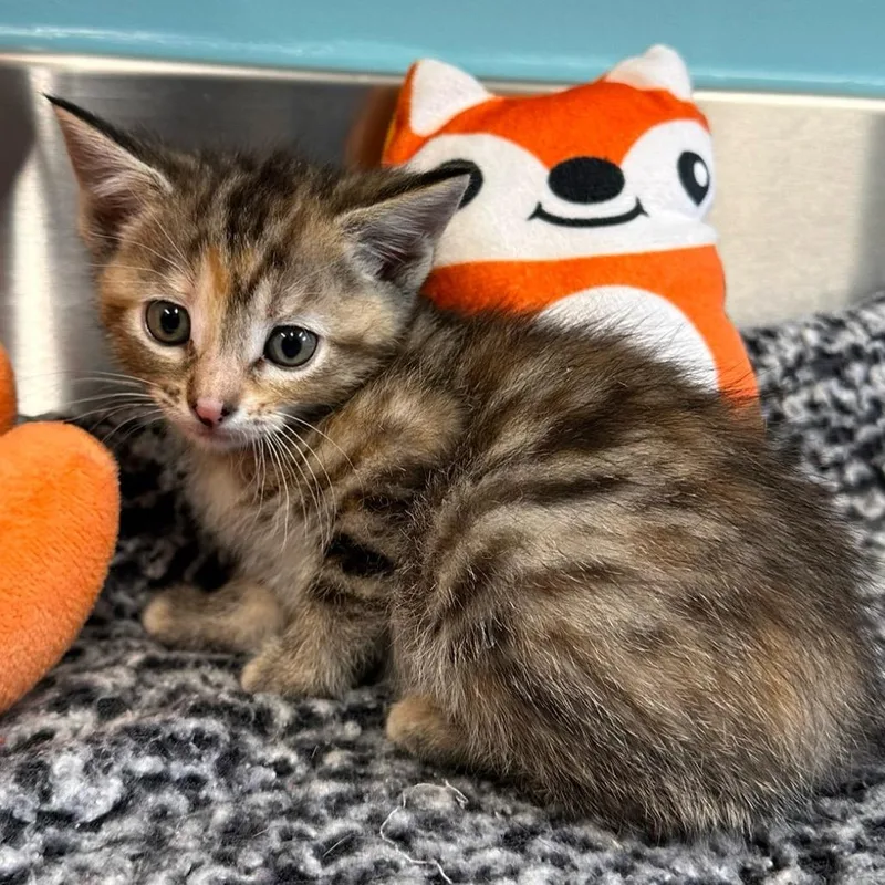 A baby small-sized female Brown / Chocolate Domestic Short Hair cat named Teddy for adoption in Mount Vernon, IN