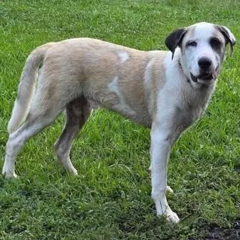 A young large-sized male White / Cream Anatolian Shepherd dog named Kolby for adoption in Houston, TX