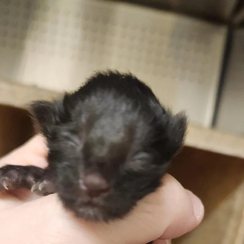 A baby small-sized male Black Domestic Short Hair cat named Brownie Bear for adoption in Asheville, NC