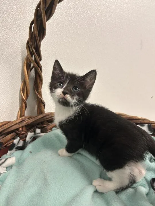 A baby medium-sized female Domestic Short Hair cat named Eugenia for adoption in Minot, ND