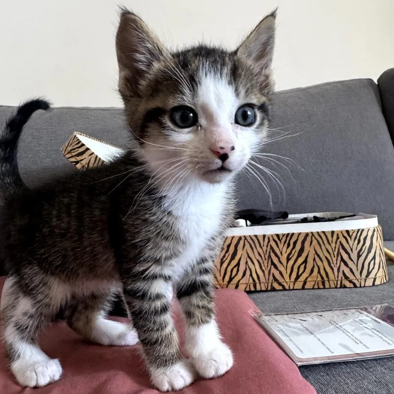 A baby small-sized male Gray / Blue / Silver Domestic Short Hair cat named Jimmy for adoption in Long Beach, CA