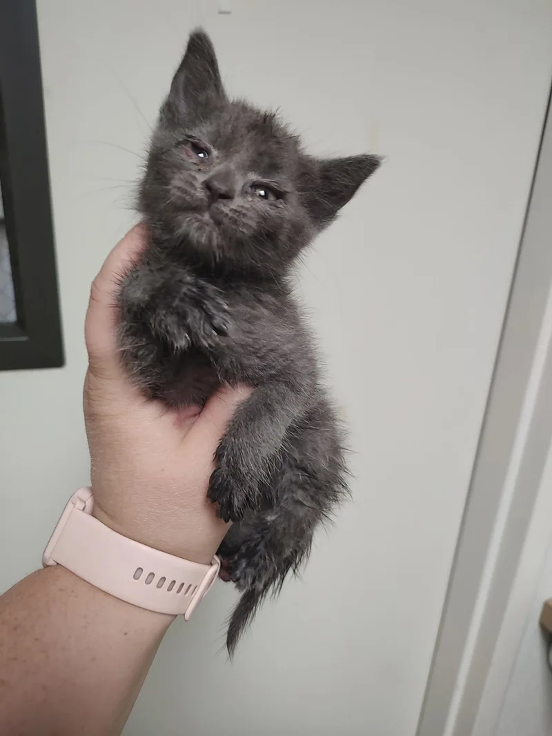 A baby medium-sized female Gray / Blue / Silver Domestic Short Hair cat named Kit Kat for adoption in Sanford, NC