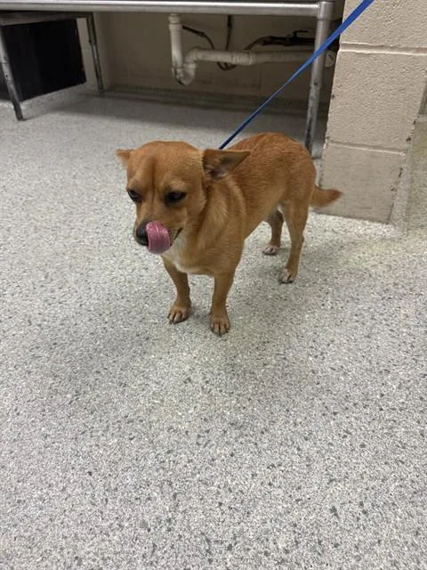 A young small-sized male Chihuahua dog named A for adoption in Conroe, TX