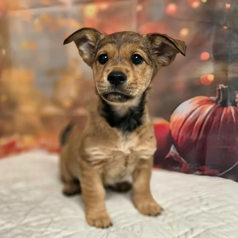 A baby medium-sized female Yellow / Tan / Blond / Fawn Terrier dog named Joell for adoption in Griswold, CT