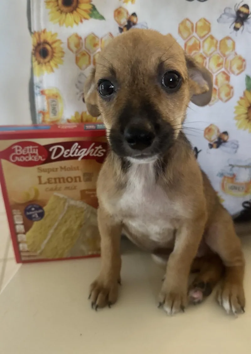A baby small-sized male Chiweenie dog named Hero for adoption in Virginia Beach, VA