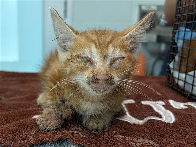 A baby small-sized male Orange / Red Domestic Short Hair cat named Sam for adoption in Tavares, FL