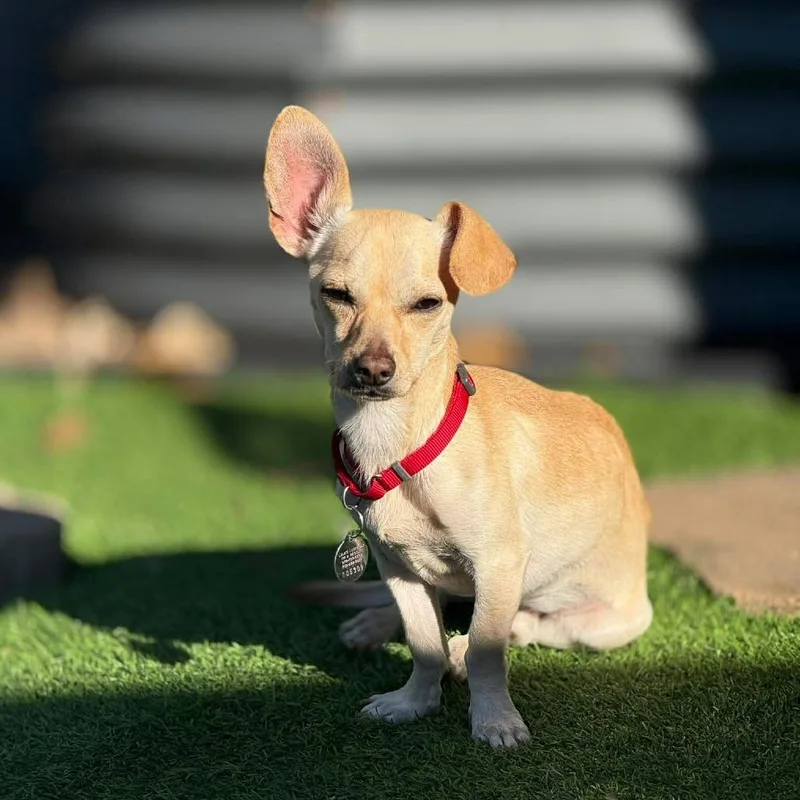 Wrangler D Arriving thumbnail 3