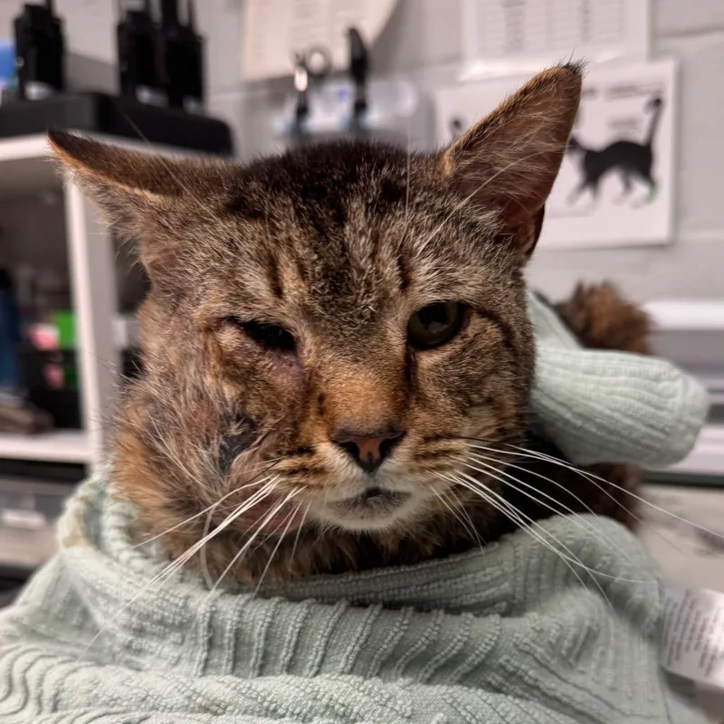 A senior large-sized male Brown / Chocolate Domestic Short Hair cat named Dino for adoption in Birdsboro, PA