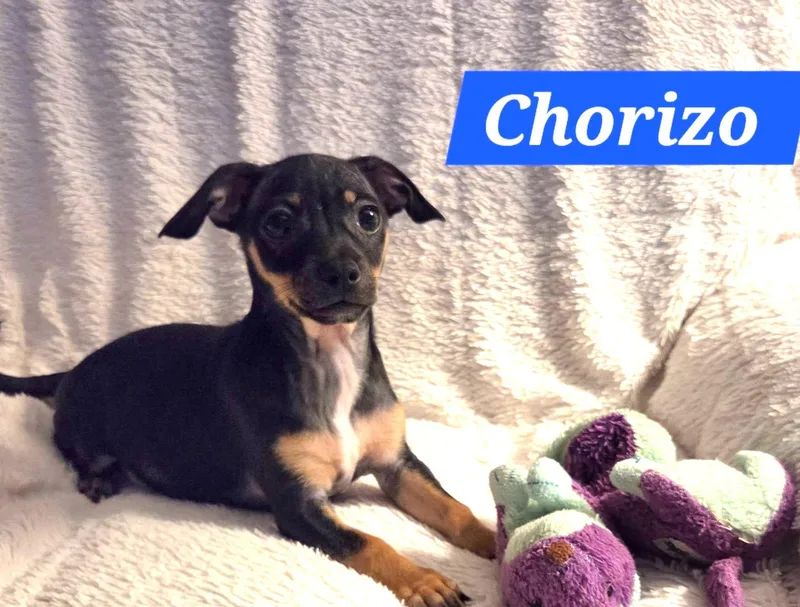 A baby small-sized male Black Chiweenie dog named Chorizo for adoption in Oakdale, CA