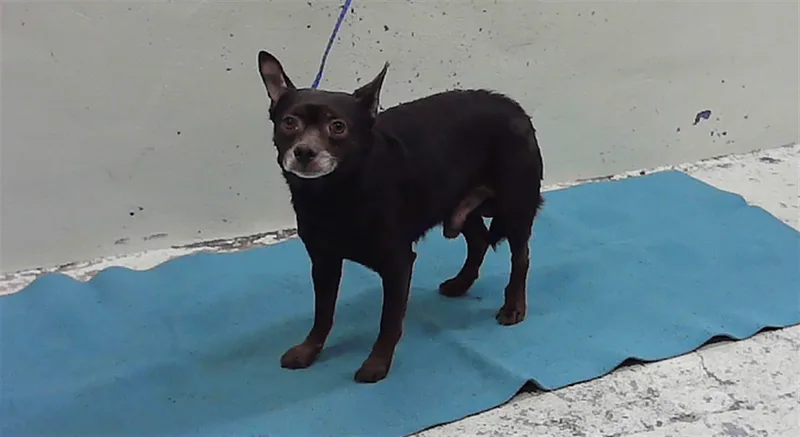 An adult small-sized male Chihuahua dog named Scrappy for adoption in Houston, TX