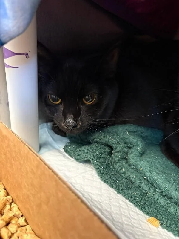 An adult medium-sized female Black Domestic Short Hair cat named Junebug for adoption in Cincinnati, OH