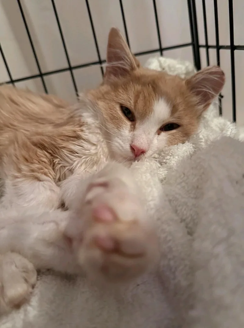 A baby medium-sized male Domestic Medium Hair cat named Sully for adoption in Reno, NV