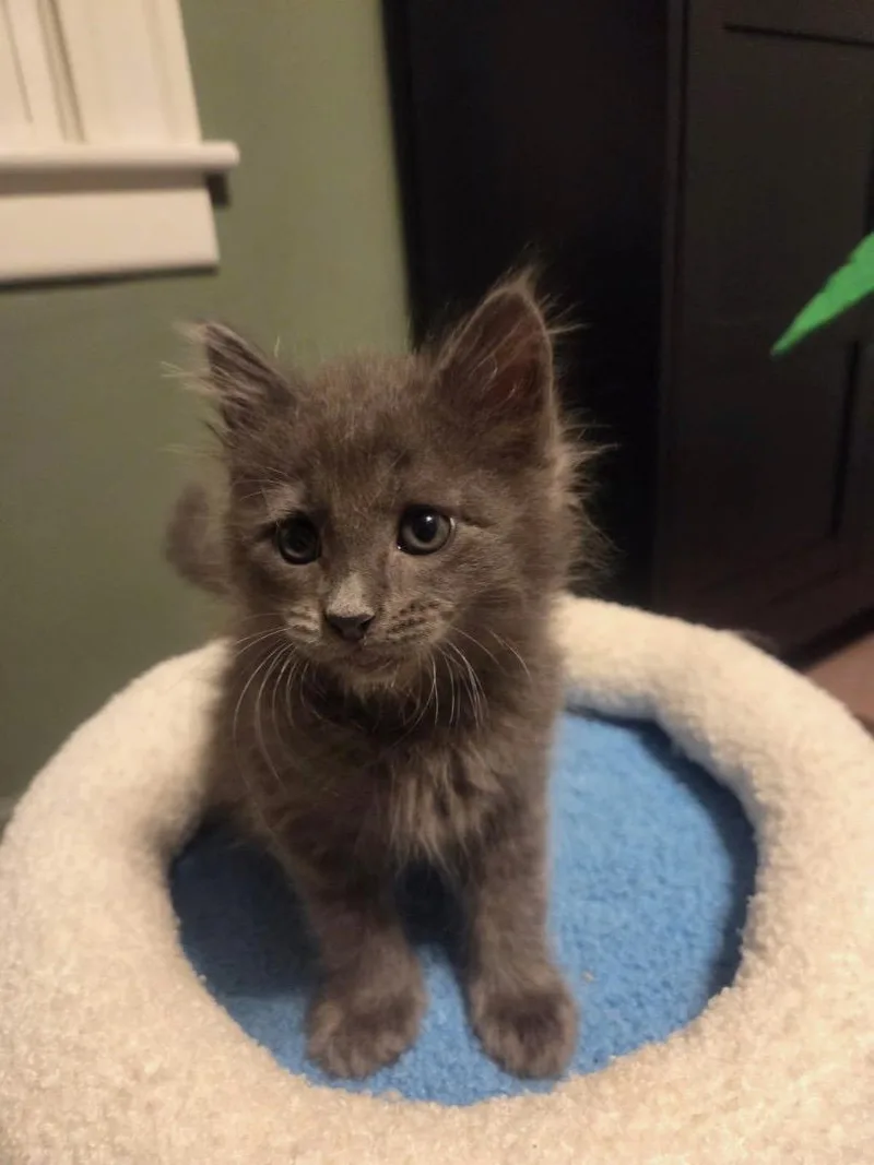 A baby small-sized male Domestic Long Hair cat named Buffonery for adoption in Saint Charles, MO