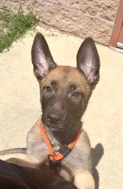 A young small-sized male Belgian Shepherd / Malinois dog named James for adoption in Quakertown, PA