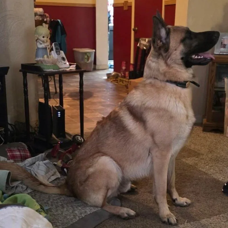 An adult large-sized male German Shepherd Dog dog named Shawn for adoption in Ypsilanti, MI