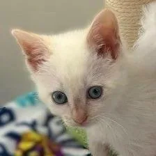 A baby small-sized female Cream / Ivory Domestic Short Hair cat named Vera for adoption in League City, TX