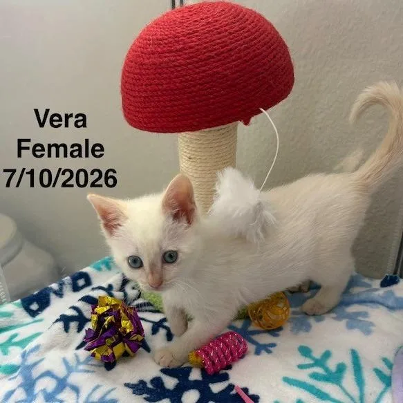 Vera thumbnail 2