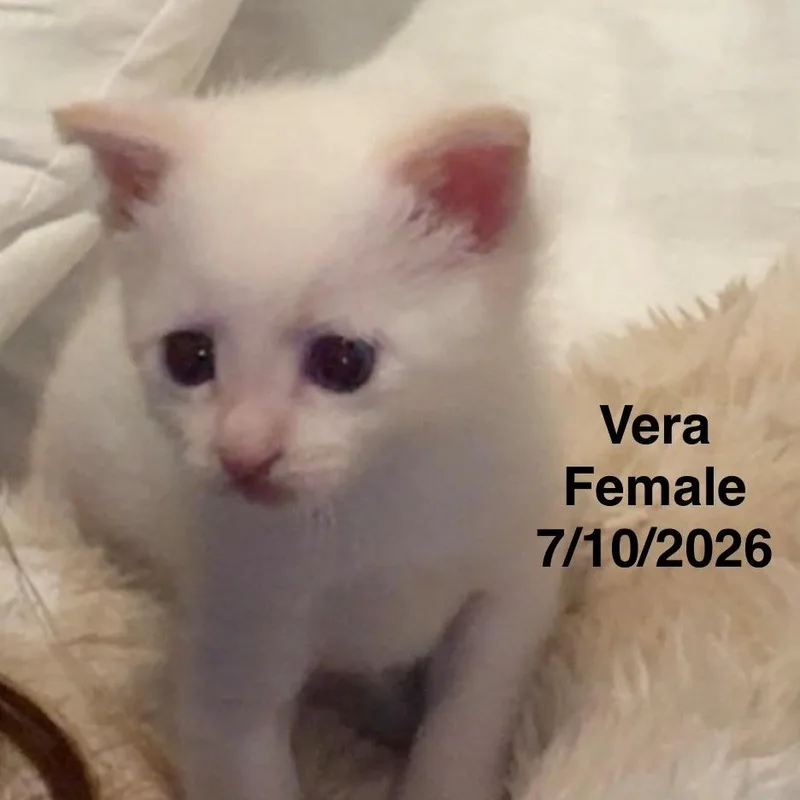 Vera thumbnail 3