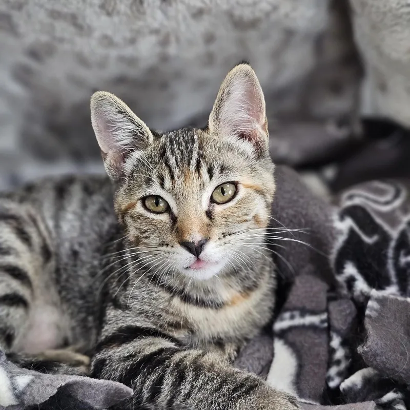 A baby medium-sized male Tabby (Gray / Blue / Silver) Domestic Short Hair cat named Clyde for adoption in Ferndale, WA