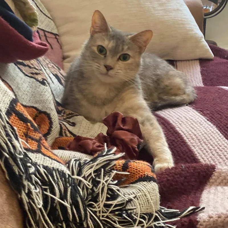 An adult medium-sized female Gray / Blue / Silver Domestic Short Hair cat named Fuzzle for adoption in Philadelphia, PA