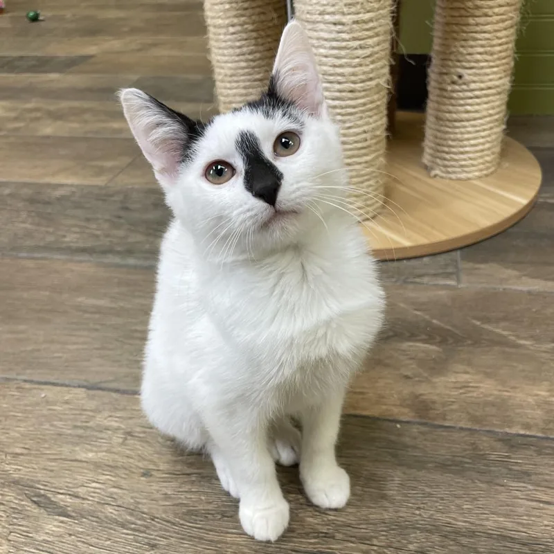 A baby small-sized female Domestic Short Hair cat named Jesse Pinkgirl for adoption in Normal, IL