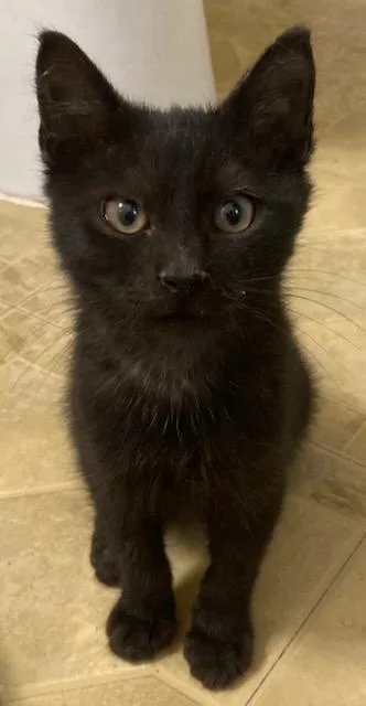 A baby medium-sized male Domestic Medium Hair cat named Cortez for adoption in Youngsville, NC