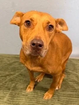 An adult medium-sized female Mixed Breed dog named Honey Girl for adoption in Brookhaven, MS