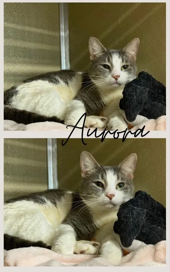 An adult medium-sized female Domestic Short Hair cat named Aurora for adoption in Pierceton, IN