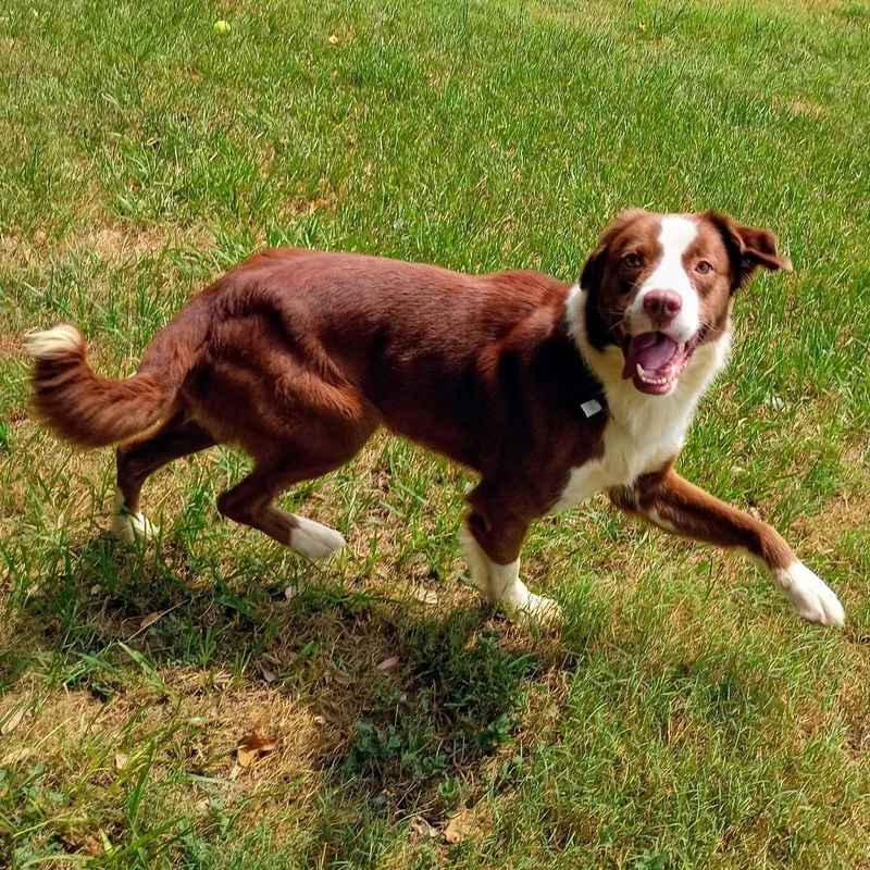 A young medium-sized male Australian Shepherd dog named Chip for adoption in Houston, TX