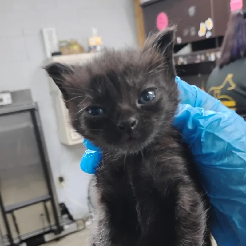 A baby small-sized female Black Domestic Short Hair cat named Light @ Azalea Square for adoption in Summerville, SC