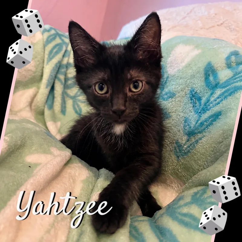 A baby medium-sized male Black Domestic Short Hair cat named Yahtzee for adoption in Lemoyne, PA