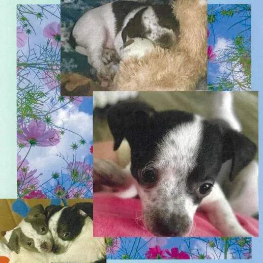 A baby small-sized male Black Chihuahua dog named Bud for adoption in Delaware, OH
