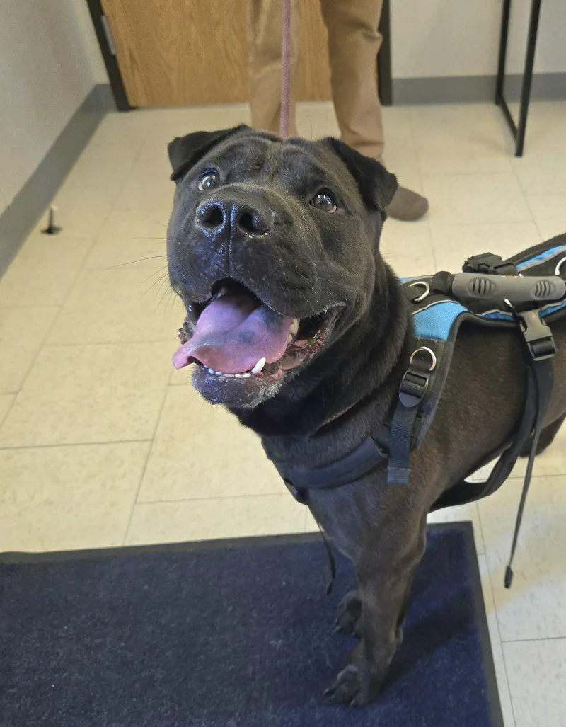 A young large-sized male Black Staffordshire Bull Terrier dog named Happy for adoption in Trenton, NJ