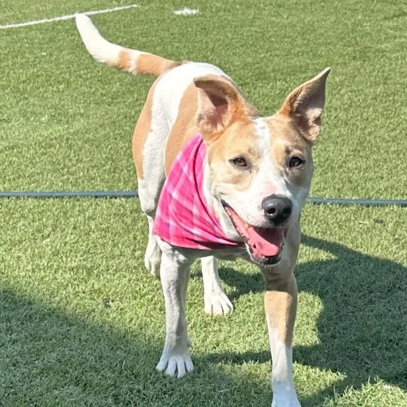 An adult medium-sized female Pit Bull Terrier dog named Sasha for adoption in Raleigh, NC
