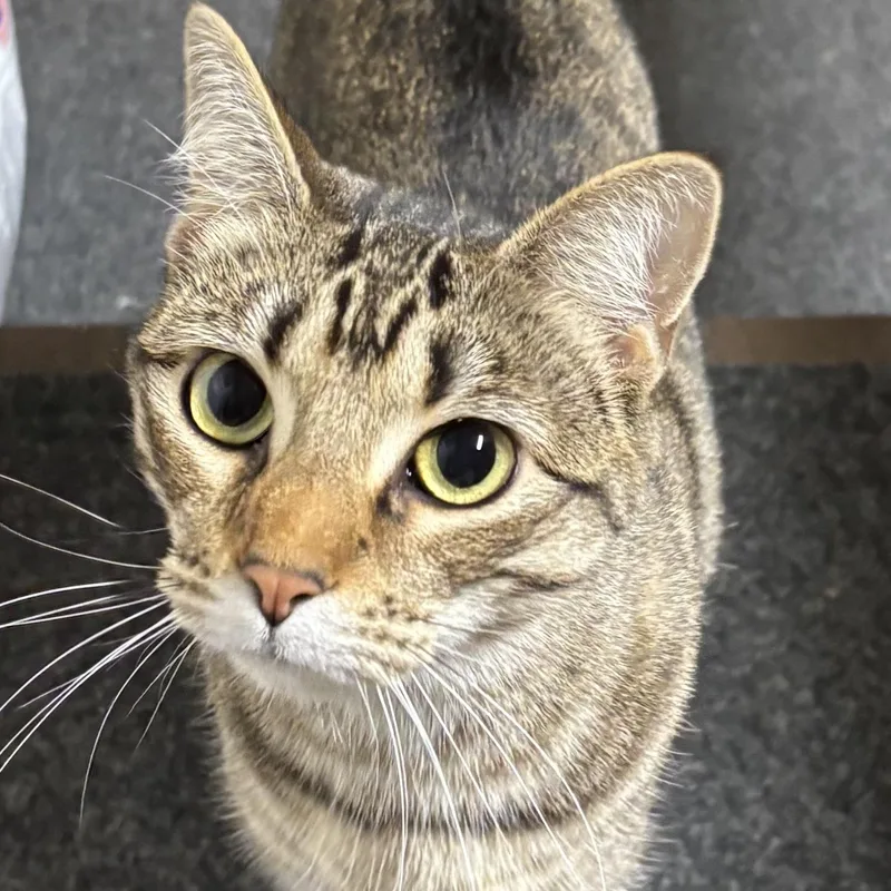 A young medium-sized female Tabby (Brown / Chocolate) Domestic Short Hair cat named Appalachia for adoption in Murphysboro, IL