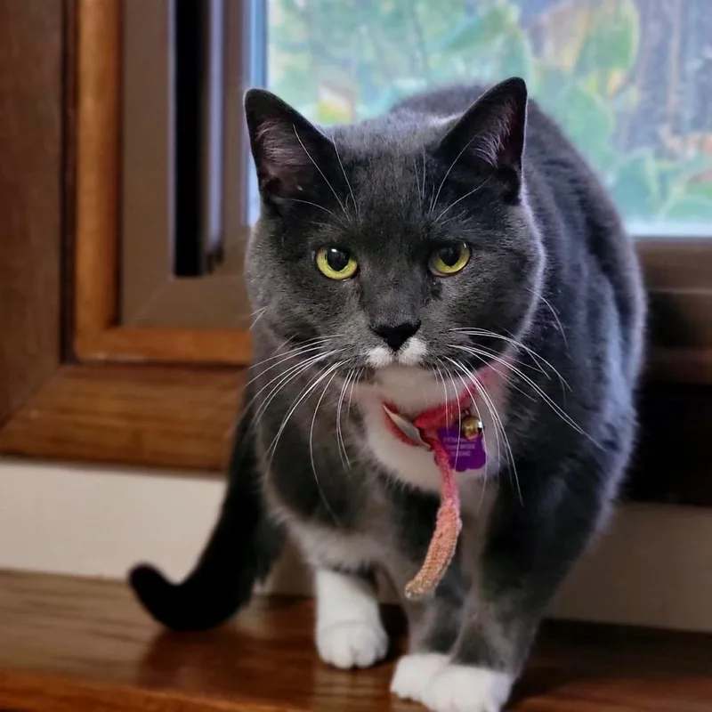 A senior small-sized female Gray / Blue / Silver Domestic Short Hair cat named Pamela C for adoption in Princeton, MN