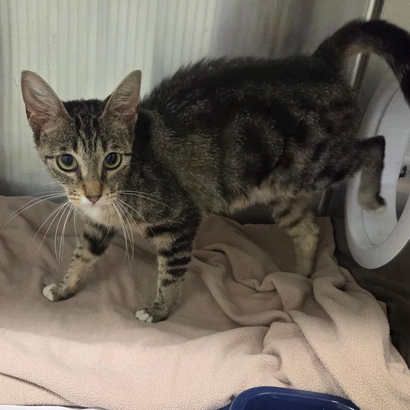 A young medium-sized female Brown / Chocolate Domestic Short Hair cat named Goldfish for adoption in Chattanooga, TN
