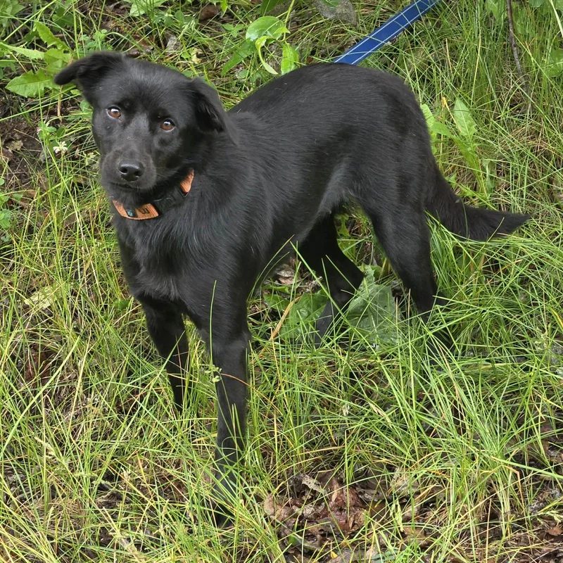 An adult medium-sized female Labrador Retriever dog named Blackie O. for adoption in Anchorage, AK