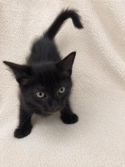 A baby small-sized female Domestic Short Hair cat named Velma for adoption in Fairhope, AL