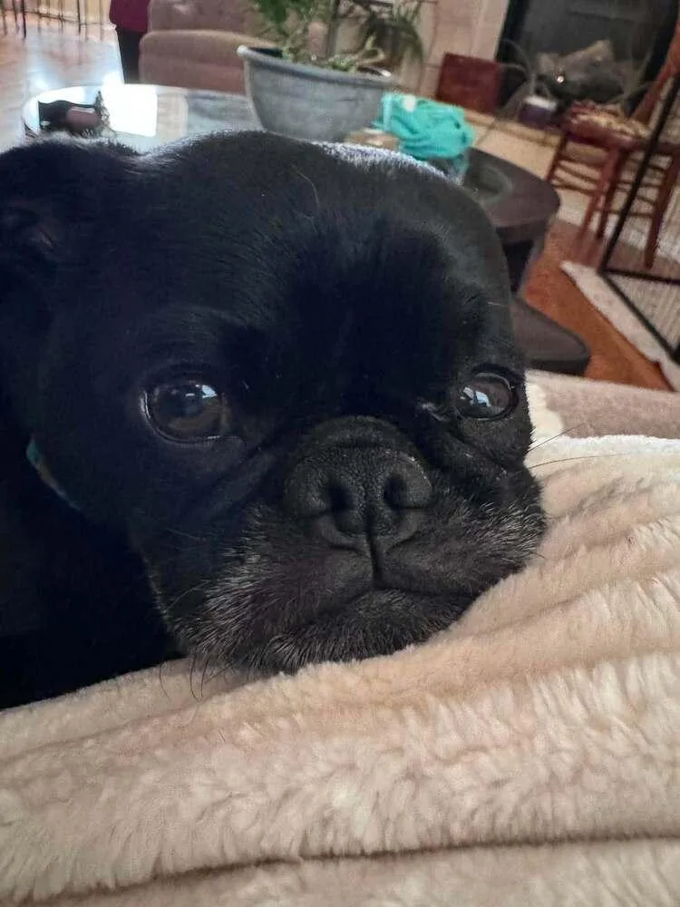 An adult small-sized male Yellow / Tan / Blond / Fawn Pug dog named Koda for adoption in Eagle, ID