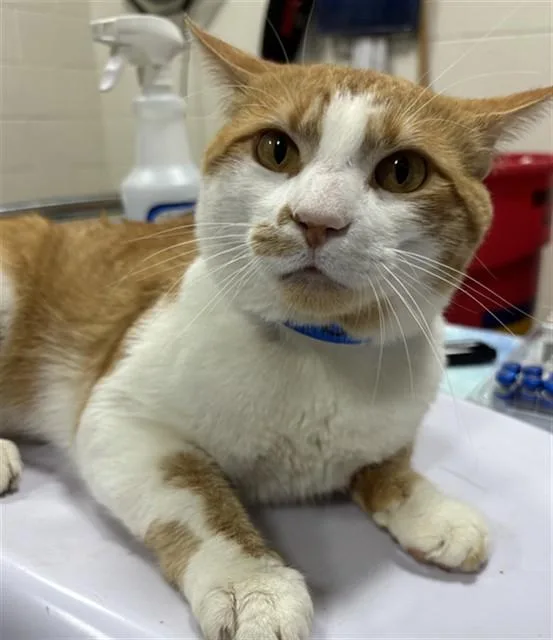 An adult large-sized male Domestic Short Hair cat named Daniel for adoption in Upper Marlboro, MD