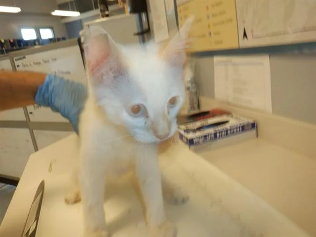 A baby medium-sized male Domestic Short Hair cat named Goose for adoption in San Jose, CA