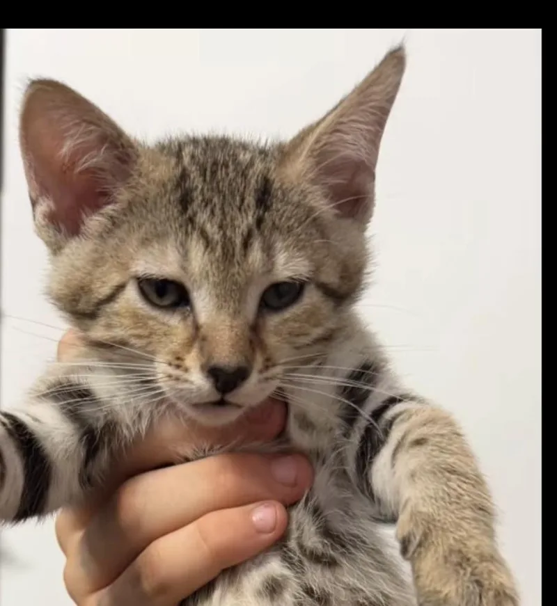 A baby small-sized female Domestic Short Hair cat named Galadriel for adoption in Sneads Ferry, NC
