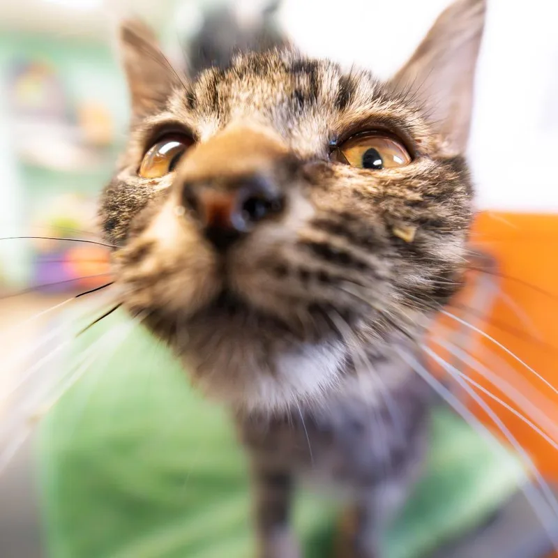 A baby small-sized male Brown / Chocolate Domestic Short Hair cat named Fusion for adoption in South Elgin, IL