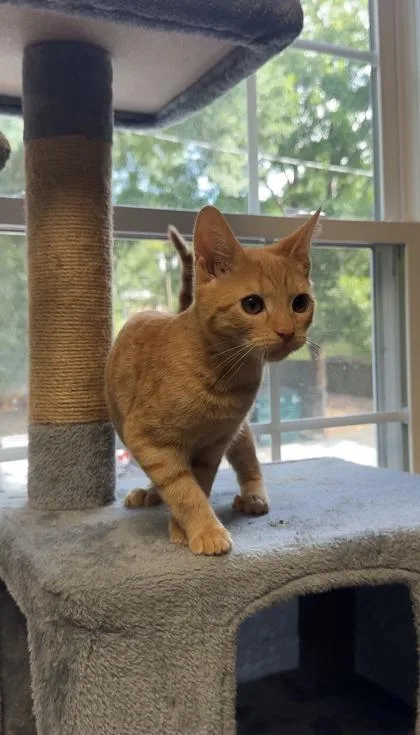 A young small-sized male Domestic Short Hair cat named Waldorf for adoption in Lawrenceville, GA