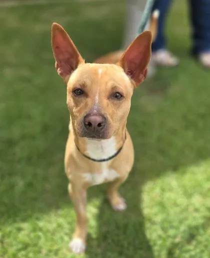 An adult small-sized male Terrier dog named Arlo for adoption in Honolulu, HI